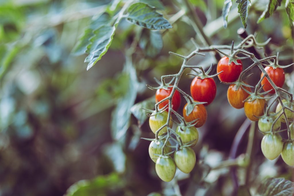 Il pomodoro è una pianta che non può mancare nel vostro orto.