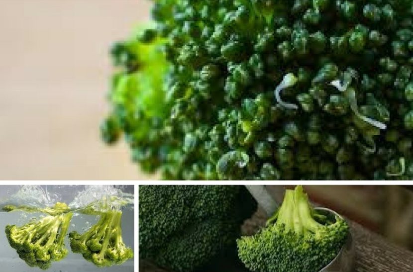 vzgajanje brokolija