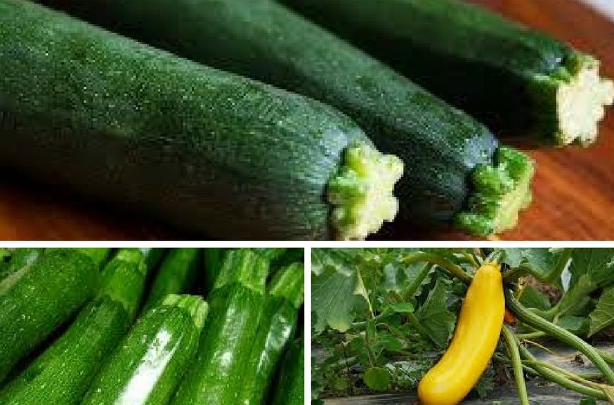 L'ABC dell'orto: zucchine - Tomappo blog