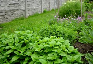 Disporre erbe aromatiche modo sparso